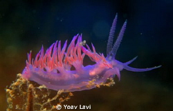 Flabellina affinis
Canon S100, Epoque macro lens by Yoav Lavi 